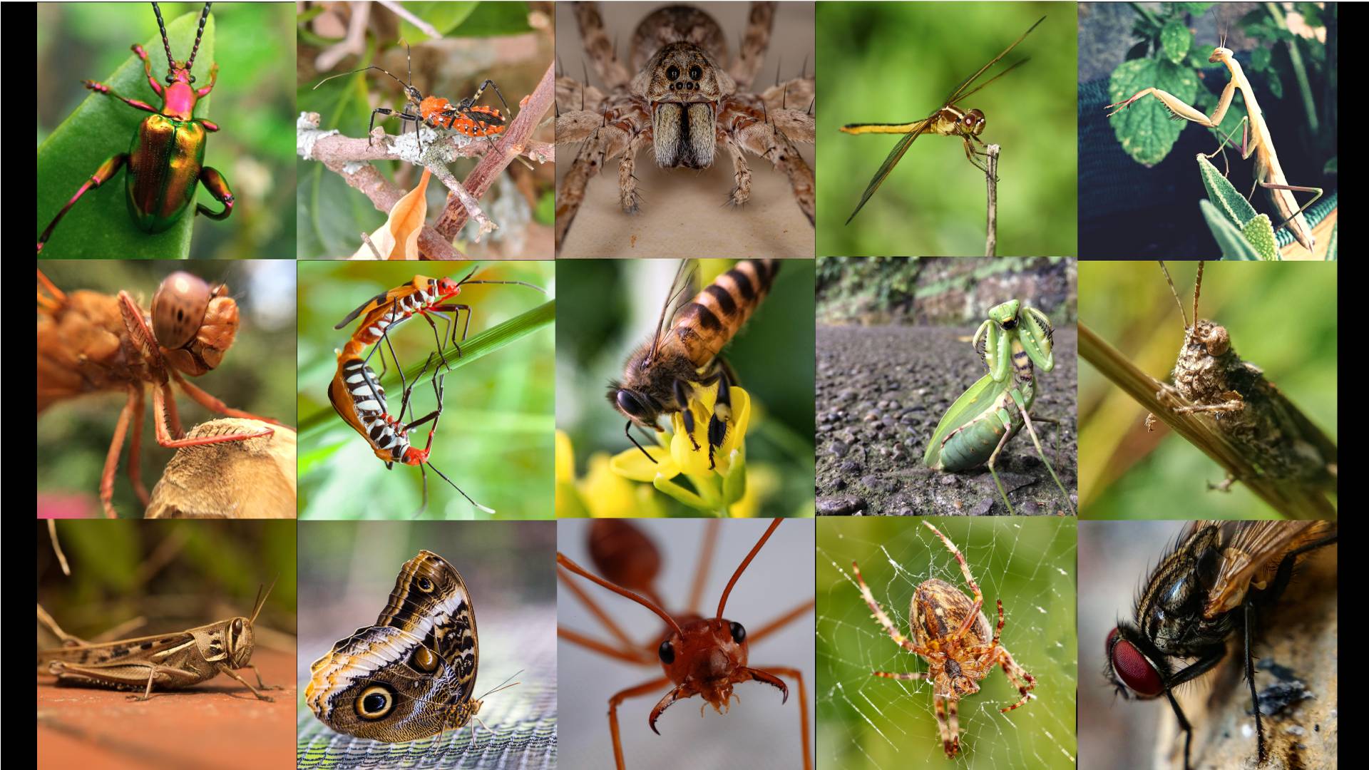 Lesson 7 - Introduction to Insects